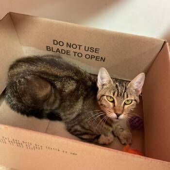 Danni -  Domestic Short Hair Cat for Adoption in Monroe, Louisiana - Danni | PetCurious