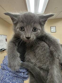 Domestic Short Hair Cats Available for Adoption in Aliquippa, Pennsylvania - SQUID | PetCurious