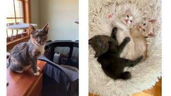 Domestic Short Hair Cats Available for Adoption in Brewster, Massachusetts - THEIA | PetCurious