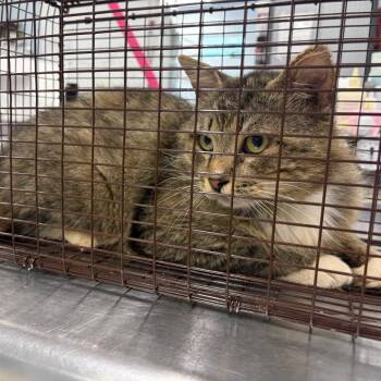 Domestic Medium Hair Cats Available for Adoption in Milton, Florida - Simba | PetCurious