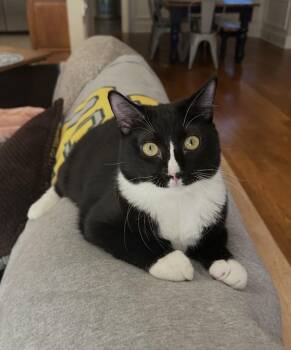 Gigi (& Hugh) -  Tuxedo Cat for Adoption in Theodore, Alabama - Gigi (& Hugh) | PetCurious