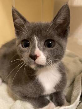 Domestic Short Hair Cats Available for Adoption in El Paso, Texas - Orbit | PetCurious