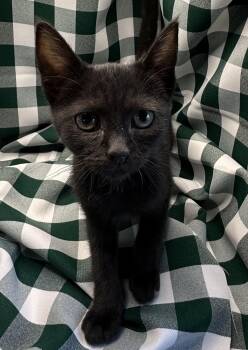 Kohuke -  Domestic Short Hair Cat for Adoption in San Diego, California - Kohuke | PetCurious