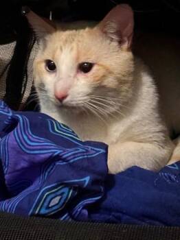 MARSHMALLOW -  Domestic Short Hair Cat for Adoption in Santa Monica, California - MARSHMALLOW | PetCurious