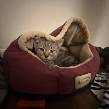 Jack Shawshank -  Domestic Short Hair Cat for Adoption in South Burlington, Vermont - Jack Shawshank | PetCurious