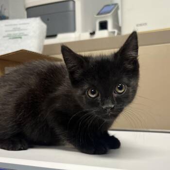 Tidbit -  Domestic Short Hair Cat for Adoption in Owosso, Michigan - Tidbit | PetCurious