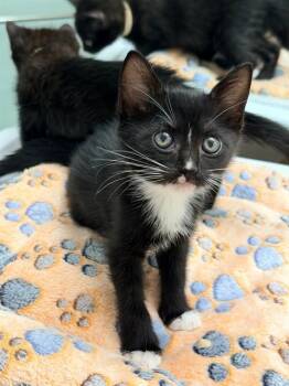 MINI -  Domestic Short Hair Cat for Adoption in San Jose, California - MINI | PetCurious