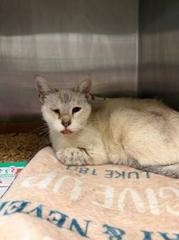 BAMBI -  Domestic Short Hair Cat for Adoption in Ontario, California - BAMBI | PetCurious