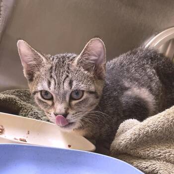 Ashton -  Domestic Short Hair Cat for Adoption in York, Pennsylvania - Ashton | PetCurious