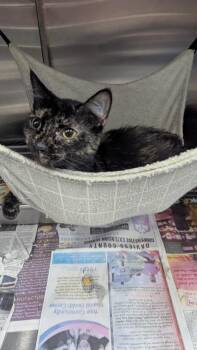 Domestic Short Hair Cats Available for Adoption - Olive Oyl | PetCurious