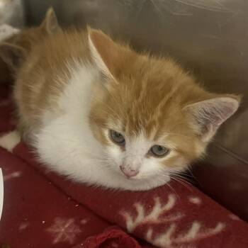 Great White (Purple) -  Domestic Short Hair Cat for Adoption in Idaho Falls, Idaho - Great White (Purple) | PetCurious