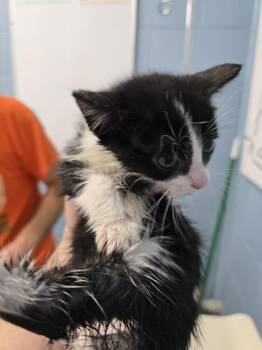 Kate Flax -  Domestic Short Hair Cat for Adoption in Evansville, Indiana - Kate Flax | PetCurious