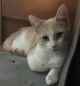 Rescue Tabby and Domestic Short Hair Cats for Adoption in Campbell, California - Creamy | PetCurious