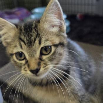 Adam (tan) -  Domestic Short Hair Cat for Adoption in Belfair, Washington - Adam (tan) | PetCurious