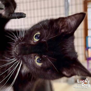 Rescue Domestic Short Hair and Tuxedo Cats for Adoption in Washington, District Of Columbia - Karly | PetCurious