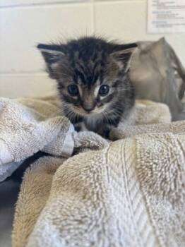 Rescue Domestic Medium Hair and Domestic Short Hair Cats for Adoption in Port Allen, Louisiana - 59564258 | PetCurious