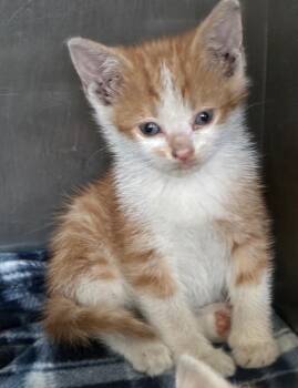 Domestic Short Hair Cats Available for Adoption in Hartsville, South Carolina - Rune | PetCurious