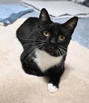 Gia -  Domestic Short Hair Cat for Adoption - Gia | PetCurious