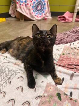 Domestic Short Hair Cats Available for Adoption in Minot, North Dakota - Stormie | PetCurious