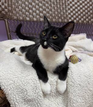 Rescue Tuxedo Cats for Adoption in Monroe, North Carolina - Jungle Jim Tuxedo Kitten | PetCurious