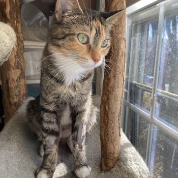 Rescue Tortoiseshell and Calico Cats for Adoption in Philadelphia, Pennsylvania - Lilly | PetCurious