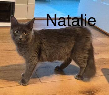 Rescue Domestic Medium Hair Cats for Adoption in Pawleys Island, South Carolina - Natalie | PetCurious