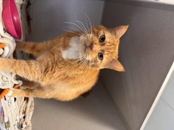 Rescue Domestic Short Hair Cats for Adoption in Pottsville, Pennsylvania - Aslan | PetCurious