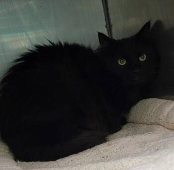 Domestic Long Hair Cats Available for Adoption in Bedford, Indiana - Jet | PetCurious