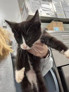 933-26 -  Domestic Short Hair Cat for Adoption in Cumming, Georgia - 933-26 | PetCurious