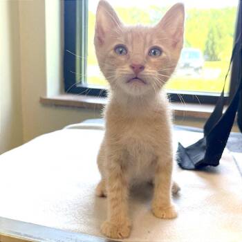 Badtz-Maru -  Domestic Short Hair Cat for Adoption in Kansas City, Kansas - Badtz-Maru | PetCurious