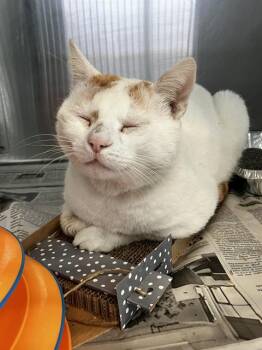 Domestic Short Hair Cats Available for Adoption - TUDOR | PetCurious