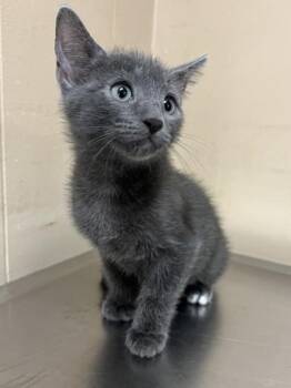 Domestic Short Hair Cats Available for Adoption in San Antonio, Texas - Kadabra | PetCurious