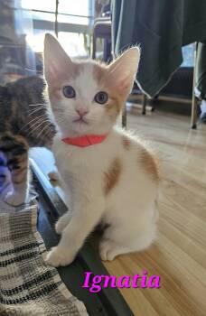 Ignatia -  Domestic Short Hair Cat for Adoption in Kitchener, Ontario - Ignatia | PetCurious