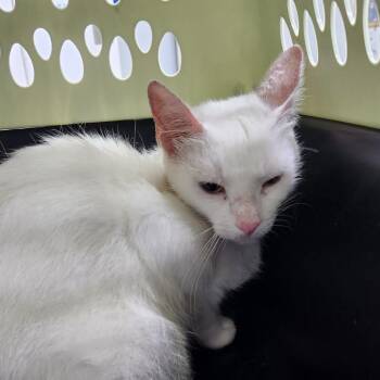 Mishka -  Domestic Short Hair Cat for Adoption in Summerville, South Carolina - Mishka | PetCurious