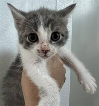 EDITH -  Domestic Short Hair Cat for Adoption in San Bernardino, California - EDITH | PetCurious
