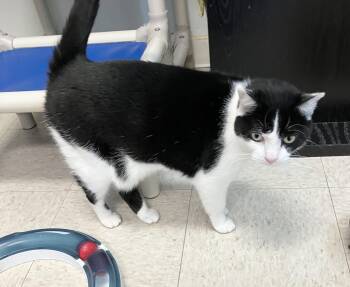 Boa -  Domestic Short Hair Cat for Adoption in Dublin, Ohio - Boa | PetCurious