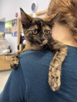 Cinnamon -  Domestic Short Hair Cat for Adoption in Gwinn, Michigan - Cinnamon | PetCurious
