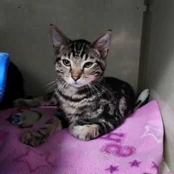 Rescue Domestic Short Hair Cats for Adoption in Monroe, Michigan - Ernie | PetCurious