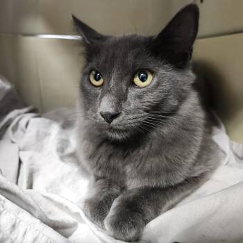 Marcie -  Domestic Long Hair Cat for Adoption in Tampa, Florida - Marcie | PetCurious