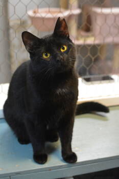 Rescue Domestic Short Hair Cats for Adoption in Montreal, Quebec - Romo | PetCurious