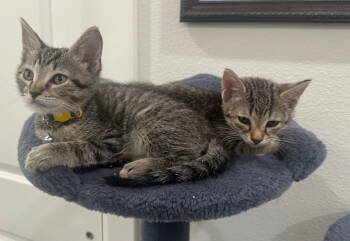 Rescue Tabby Cats for Adoption in Orlando, Florida - Ace | PetCurious