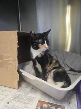 Cayenne -  Domestic Short Hair Cat for Adoption in Cortland, New York - Cayenne | PetCurious