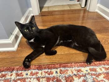 Roger -  Domestic Short Hair Cat for Adoption in Youngsville, North Carolina - Roger | PetCurious