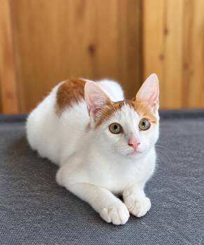 Uncas -  Domestic Short Hair Cat for Adoption in Homestead, Florida - Uncas | PetCurious