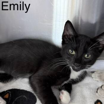 Emily -  Domestic Short Hair Cat for Adoption in Knoxville, Tennessee - Emily | PetCurious