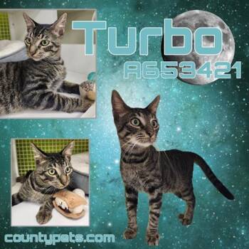 Domestic Short Hair Cats Available for Adoption in Houston, Texas - TURBO | PetCurious