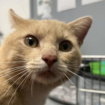Domestic Short Hair Cats Available for Adoption - Spud | PetCurious