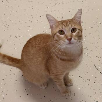 Fanta -  Domestic Short Hair Cat for Adoption in Pilot Point, Texas - Fanta | PetCurious