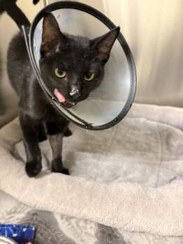 Domestic Short Hair Cats Available for Adoption in Memphis, Tennessee - Mauricio | PetCurious