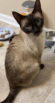 Siamese Cats Available for Adoption in Holly Springs, Georgia - Jezebel | PetCurious